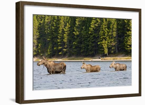 Cow Moose and Calves, Fishercap Lake, Glacier National Park, Montana-Howie Garber-Framed Photographic Print