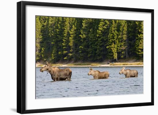 Cow Moose and Calves, Fishercap Lake, Glacier National Park, Montana-Howie Garber-Framed Photographic Print