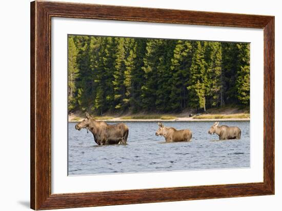 Cow Moose and Calves, Fishercap Lake, Glacier National Park, Montana-Howie Garber-Framed Photographic Print