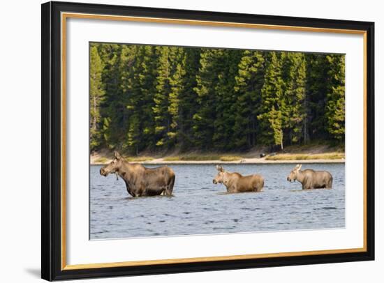 Cow Moose and Calves, Fishercap Lake, Glacier National Park, Montana-Howie Garber-Framed Photographic Print