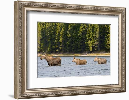 Cow Moose and Calves, Fishercap Lake, Glacier National Park, Montana-Howie Garber-Framed Photographic Print