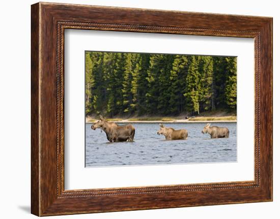 Cow Moose and Calves, Fishercap Lake, Glacier National Park, Montana-Howie Garber-Framed Photographic Print