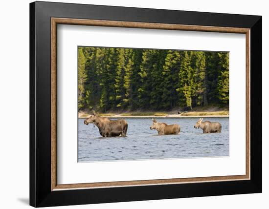 Cow Moose and Calves, Fishercap Lake, Glacier National Park, Montana-Howie Garber-Framed Photographic Print