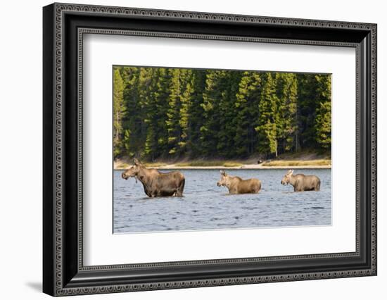 Cow Moose and Calves, Fishercap Lake, Glacier National Park, Montana-Howie Garber-Framed Photographic Print