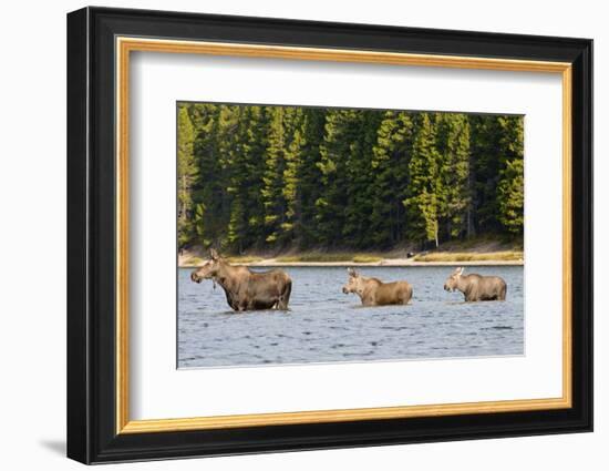 Cow Moose and Calves, Fishercap Lake, Glacier National Park, Montana-Howie Garber-Framed Photographic Print