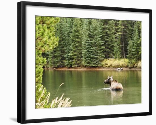 Cow Moose Feeding in Moose Lake, Jasper National Park, UNESCO World Heritage Site, Alberta, Canada-Jochen Schlenker-Framed Photographic Print