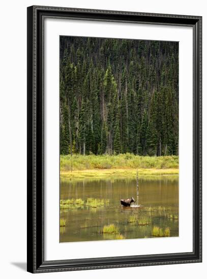 Cow Moose Feeding on Aquatic Plants in a Mountain Marsh-Richard Wright-Framed Photographic Print