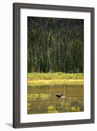 Cow Moose Feeding on Aquatic Plants in a Mountain Marsh-Richard Wright-Framed Photographic Print