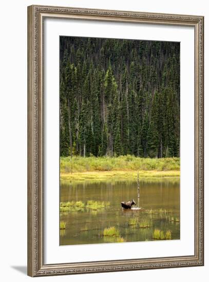 Cow Moose Feeding on Aquatic Plants in a Mountain Marsh-Richard Wright-Framed Photographic Print