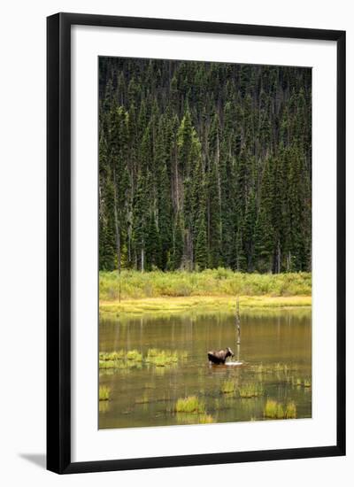 Cow Moose Feeding on Aquatic Plants in a Mountain Marsh-Richard Wright-Framed Photographic Print