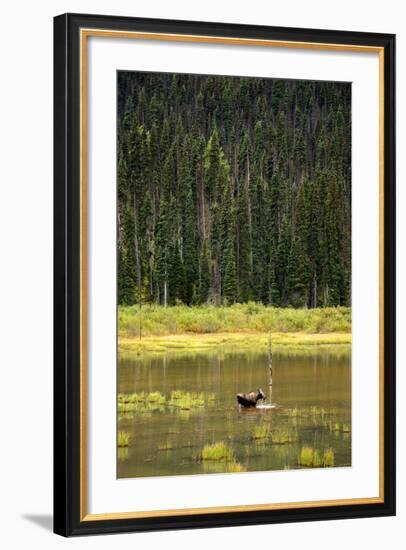 Cow Moose Feeding on Aquatic Plants in a Mountain Marsh-Richard Wright-Framed Photographic Print