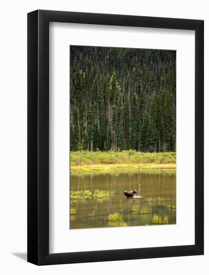 Cow Moose Feeding on Aquatic Plants in a Mountain Marsh-Richard Wright-Framed Photographic Print