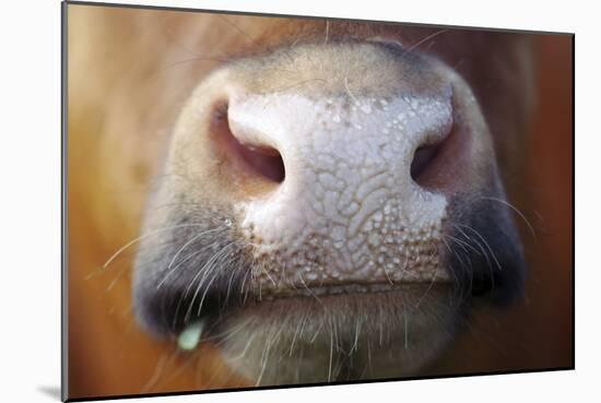 Cow Muzzle-Bjorn Svensson-Mounted Photographic Print