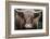 Cow Nose Light-Nathan Larson-Framed Photographic Print