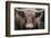 Cow Nose Light-Nathan Larson-Framed Photographic Print