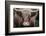 Cow Nose Light-Nathan Larson-Framed Photographic Print