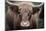 Cow Nose Light-Nathan Larson-Mounted Photographic Print