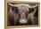 Cow Nose Light-Nathan Larson-Framed Premier Image Canvas