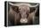 Cow Nose Light-Nathan Larson-Framed Premier Image Canvas