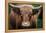 Cow Nose-Nathan Larson-Framed Premier Image Canvas