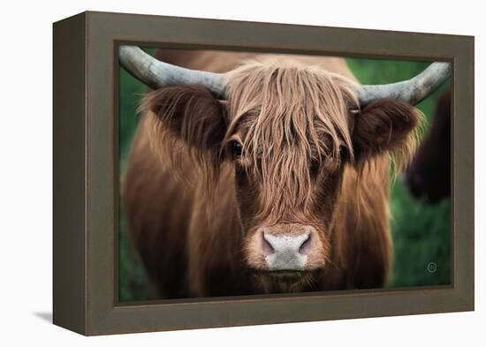 Cow Nose-Nathan Larson-Framed Premier Image Canvas