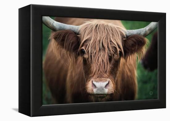 Cow Nose-Nathan Larson-Framed Premier Image Canvas