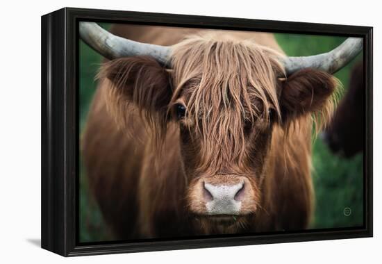 Cow Nose-Nathan Larson-Framed Premier Image Canvas