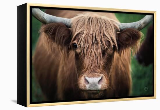 Cow Nose-Nathan Larson-Framed Premier Image Canvas