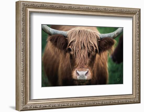 Cow Nose-Nathan Larson-Framed Photographic Print