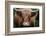 Cow Nose-Nathan Larson-Framed Photographic Print