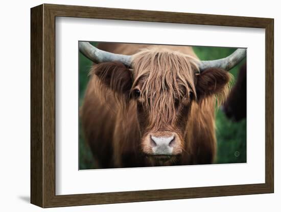 Cow Nose-Nathan Larson-Framed Photographic Print