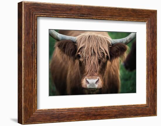 Cow Nose-Nathan Larson-Framed Photographic Print