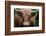 Cow Nose-Nathan Larson-Framed Photographic Print