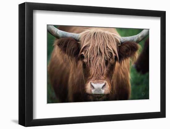 Cow Nose-Nathan Larson-Framed Photographic Print