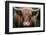 Cow Nose-Nathan Larson-Framed Photographic Print