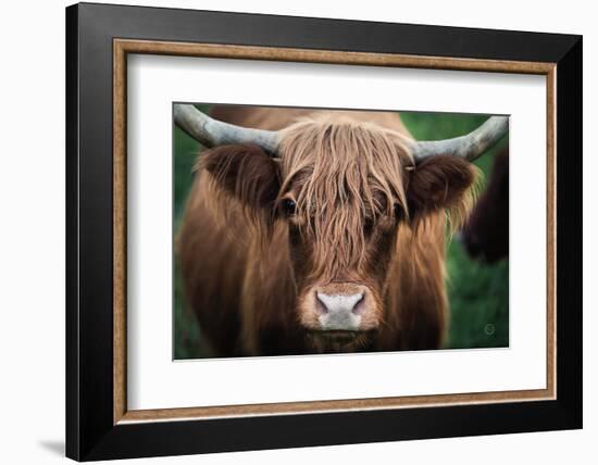 Cow Nose-Nathan Larson-Framed Photographic Print