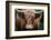 Cow Nose-Nathan Larson-Framed Photographic Print