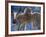 Cow on a Graveyard Headstone near an Oromo village, Ethiopia-Janis Miglavs-Framed Photographic Print