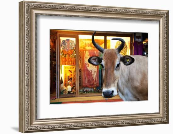 Cow Outside a Shop in the Street in Thekkady, Kerala, India, Asia-Martin Child-Framed Photographic Print