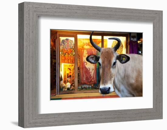 Cow Outside a Shop in the Street in Thekkady, Kerala, India, Asia-Martin Child-Framed Photographic Print