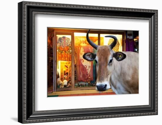 Cow Outside a Shop in the Street in Thekkady, Kerala, India, Asia-Martin Child-Framed Photographic Print