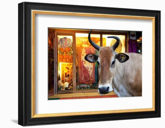 Cow Outside a Shop in the Street in Thekkady, Kerala, India, Asia-Martin Child-Framed Photographic Print