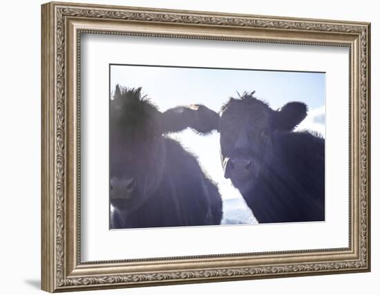 Cow Pair Sunbeams-null-Framed Photographic Print