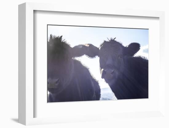 Cow Pair Sunbeams-null-Framed Photographic Print