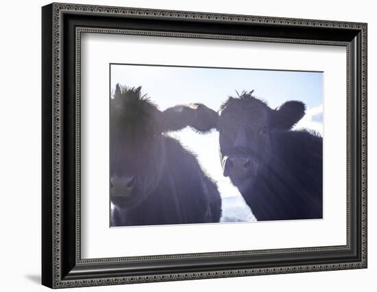 Cow Pair Sunbeams-null-Framed Photographic Print