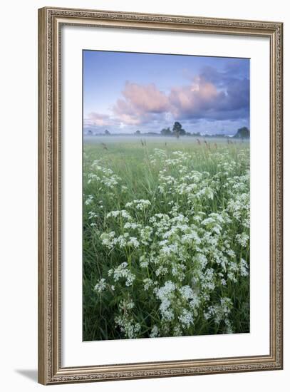 Cow Parsely (Anthriscus Sylvestris) in Meadow at Dawn, Nemunas Regional Reserve, Lithuania, June-Hamblin-Framed Photographic Print