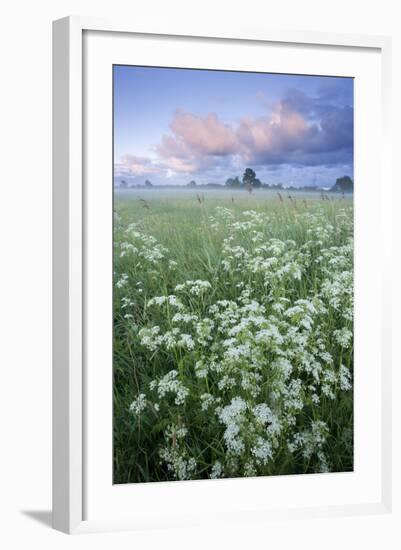 Cow Parsely (Anthriscus Sylvestris) in Meadow at Dawn, Nemunas Regional Reserve, Lithuania, June-Hamblin-Framed Photographic Print