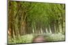 Cow Parsley Curve-Lars Van de Goor-Mounted Photographic Print