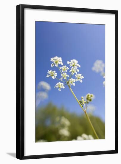 Cow Parsley Flowers-null-Framed Photographic Print