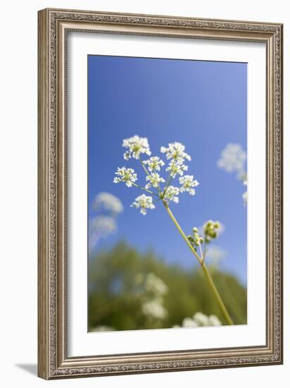 Cow Parsley Flowers-null-Framed Photographic Print